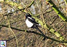Elster (Eurasian Magpie, Pica pica)