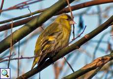 Erlenzeisig (Eurasian Siskin, Spinus spinus)