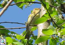 Fitis (Willow Warbler, Phylloscopus trochilus)