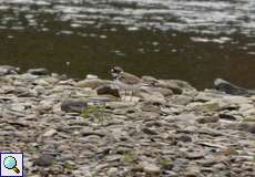 Flussregenpfeifer (Little Ringed Plover, Charadrius dubius)