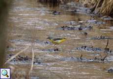 Gebirgsstelze (Grey Wagtail, Motacilla cinerea)
