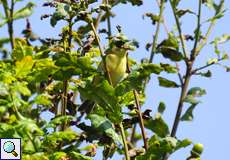 Gelbspötter (Icterine Warbler, Hippolais icterina)