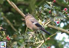 Gimpel (Bullfinch, Pyrrhula pyrrhula)