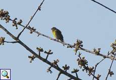 Girlitz (European Serin, Serinus serinus)