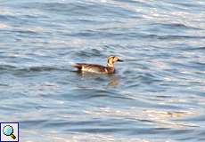 Männliche Gluckente (Baikal Teal, Anas formosa)