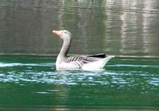Graugans (Greylag Goose, Anser anser)
