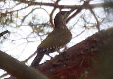 Weiblicher Grauspecht (Grey-headed Woodpecker, Picus canus)