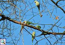 Großer Alexandersittich (Alexandrine Parakeet, Psittacula eupatria)
