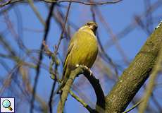 Grünfink (Western Greenfinch, Chloris chloris)