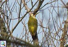 Männlicher Grünspecht (Green Woodpecker, Picus viridis)