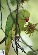 Weiblicher Halsbandsittich (Rose-ringed Parakeet, Alexandrinus manillensis oder Alexandrinus krameri)