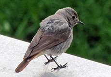 Männlicher Hausrotschwanz (Black Redstart, Phoenicurus ochruros)