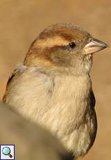 Weiblicher Haussperling (House Sparrow, Passer domesticus)