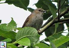 Heckenbraunelle (Dunnock, Prunella modularis)