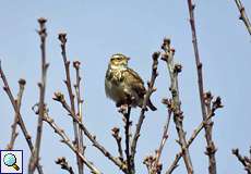 Heidelerche (Wood Lark, Lullula arborea)