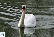 Höckerschwan (Mute Swan, Cygnus olor)