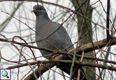 Hohltaube (Stock Pigeon, Columba oenas)