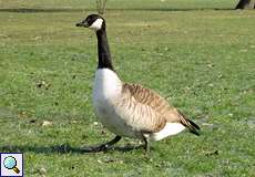 Kanadagans (Canada Goose, Branta canadensis)