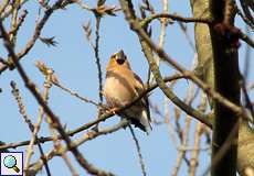 Kernbeißer (Hawfinch, Coccothraustes coccothraustes)