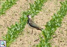 Kiebitz (Northern Lapwing, Vanellus vanellus)