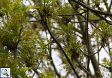 Klappergrasmücke (Lesser Whitethroat, Sylvia curruca)
