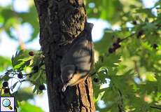 Kleiber (Eurasian Nuthatch, Sitta europaea)