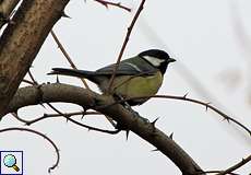 Kohlmeise (Great Tit, Parus major)