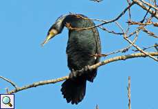 Kormoran (Great Cormorant, Phalacrocorax carbo carbo)