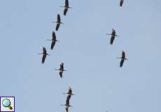 Kranich (Common Crane, Grus grus)