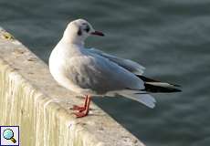 Lachmöwe (Common Black-headed Gull, Chroicocephalus ridibundus)
