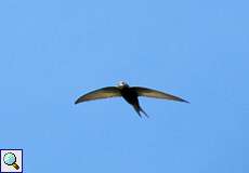 Mauersegler (Common Swift, Apus apus)
