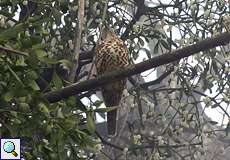 Misteldrossel (Mistle Thrush, Turdus viscivorus)