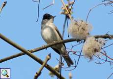 Männliche Mönchsgrasmücke (Blackcap, Sylvia atricapilla atricapilla)