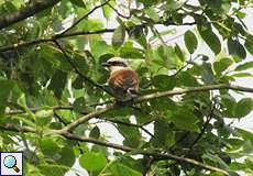 Männlicher Neuntöter (Red-backed Shrike, Lanius collurio)