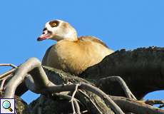 Nilgans (Egyptian Goose, Alopochen aegyptiaca)