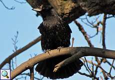 Rabenkrähe (Carrion Crow, Corvus corone)