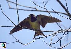 Rauchschwalbe (Barn Swallow, Hirundo rustica rustica)