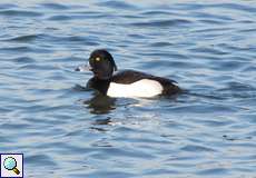 Männliche Reiherente (Tufted Duck, Aythya fuligula)