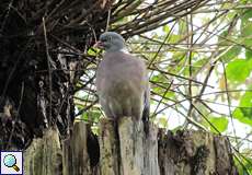 Ringeltaube (Wood Pigeon, Columba palumbus)