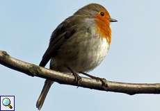 Rotkehlchen (European Robin, Erithacus rubecula)