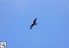 Rotmilan (Red Kite, Milvus milvus)