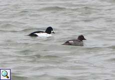 Schellenten (Common Goldeneye, Bucephala clangula)