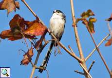 Schwanzmeise (Long-tailed Tit, Aegithalos caudatus)