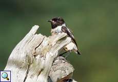 Männliches Schwarzkehlchen (European Stonechat, Saxicola rubicola)