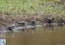 Seidenschwanz (Bohemian Waxwing, Bombycilla garrulus)