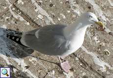 Silbermöwe (Herring Gull, Larus argentatus)