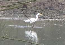 Silberreiher (Great Egret, Egretta alba)