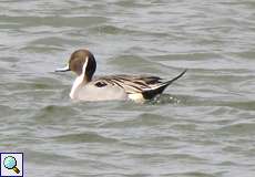 Männliche Spießente (Northern Pintail, Anas acuta) im Prachtkleid