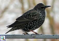 Star (Common Starling, Sturnus vulgaris)