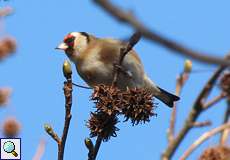 Stieglitz (Eurasian Goldfinch, Carduelis carduelis)